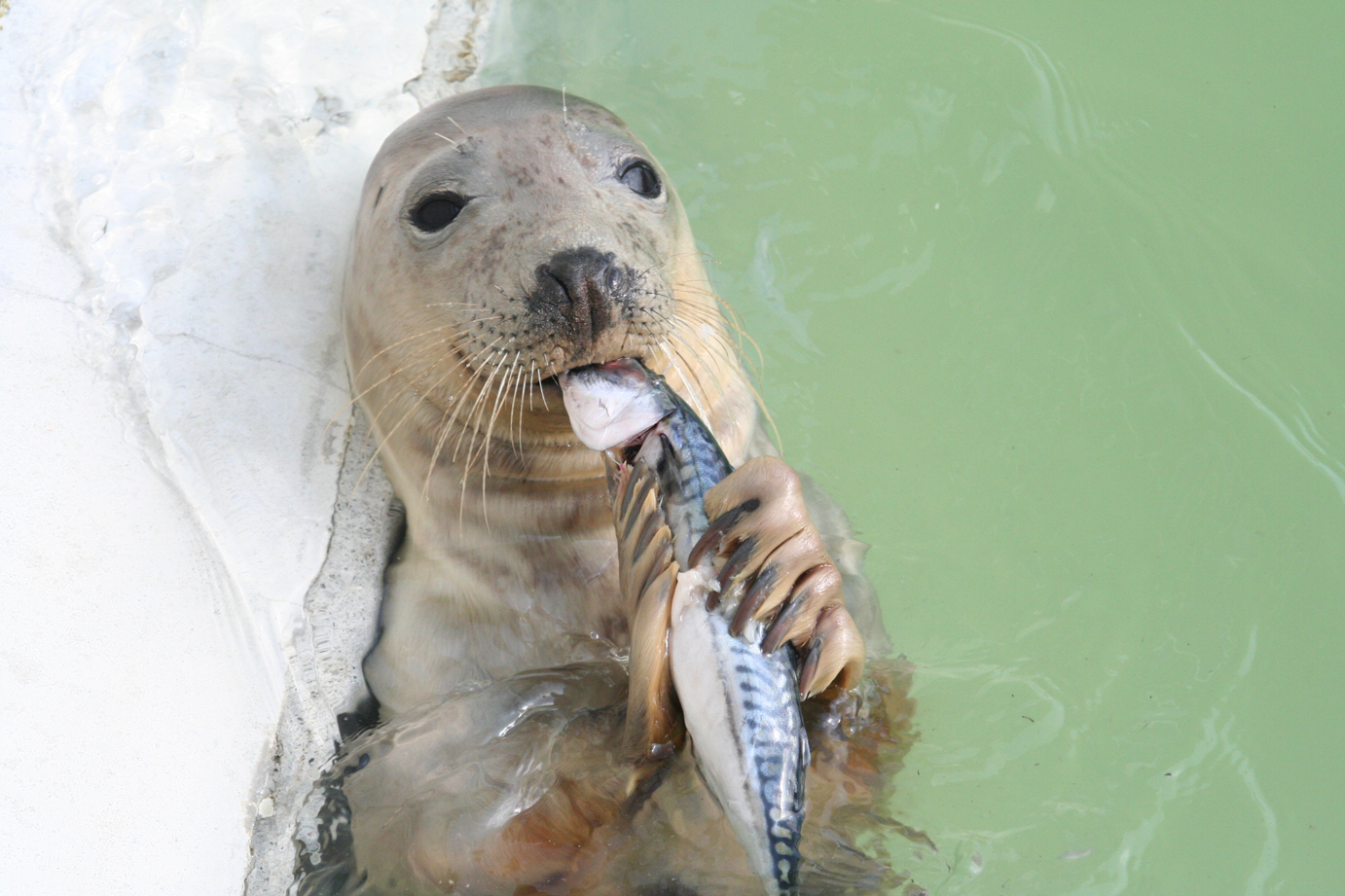 Seal Eating