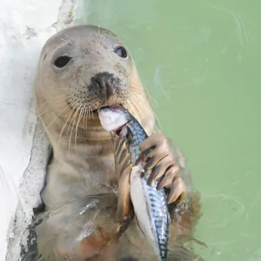 Seal Eating