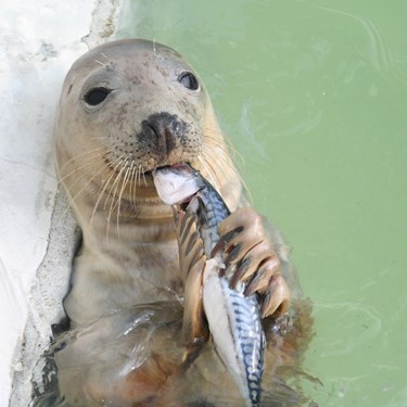 Seal Eating