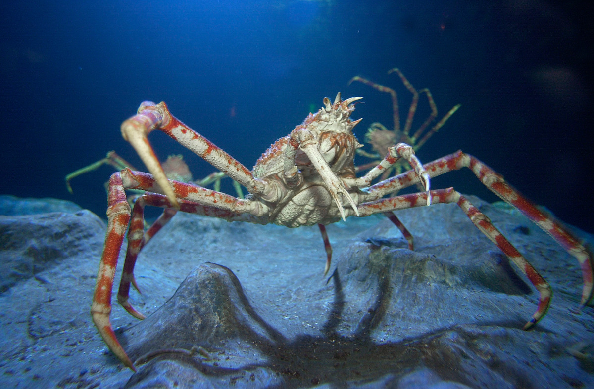 Japanese Spider Crabs Sea Life Scarborough Aquarium
