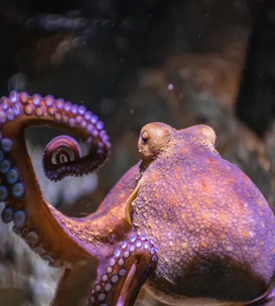 Octopus