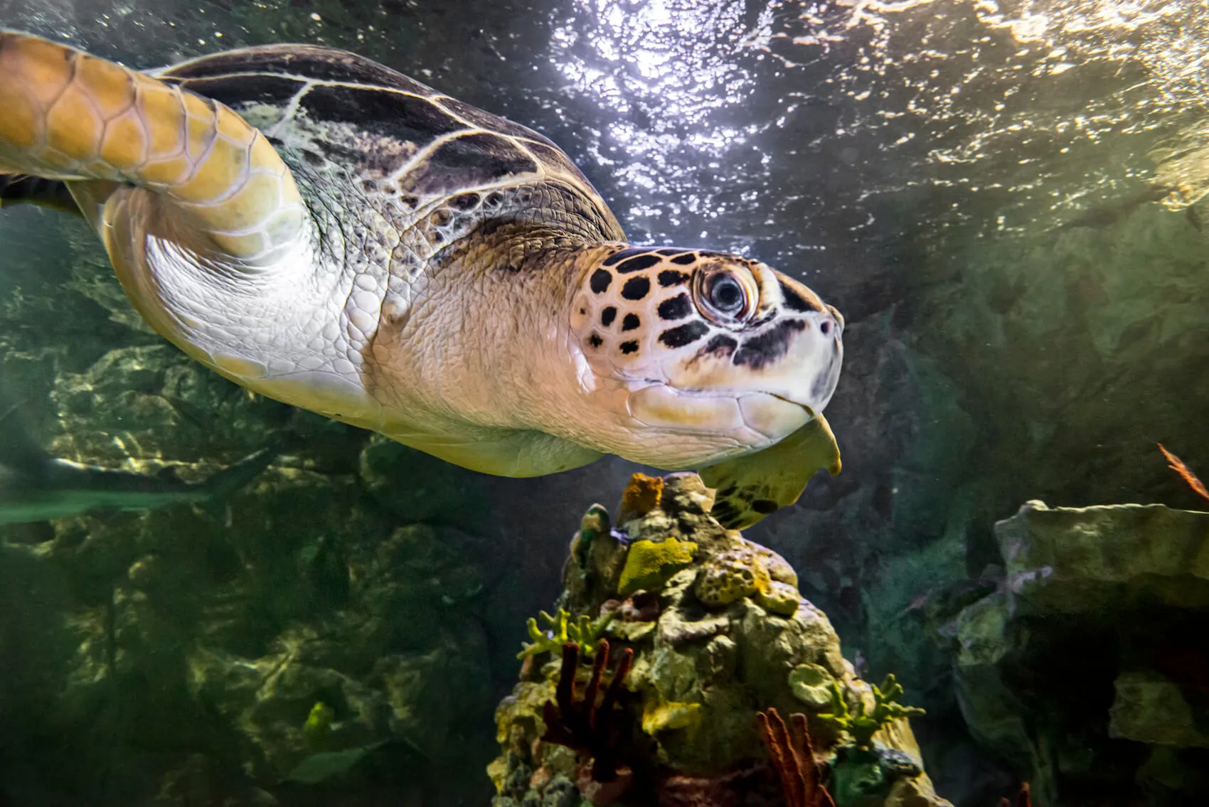 schildpad tunnel