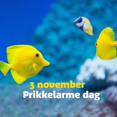 Prikkelarme Dag 3 November (1)