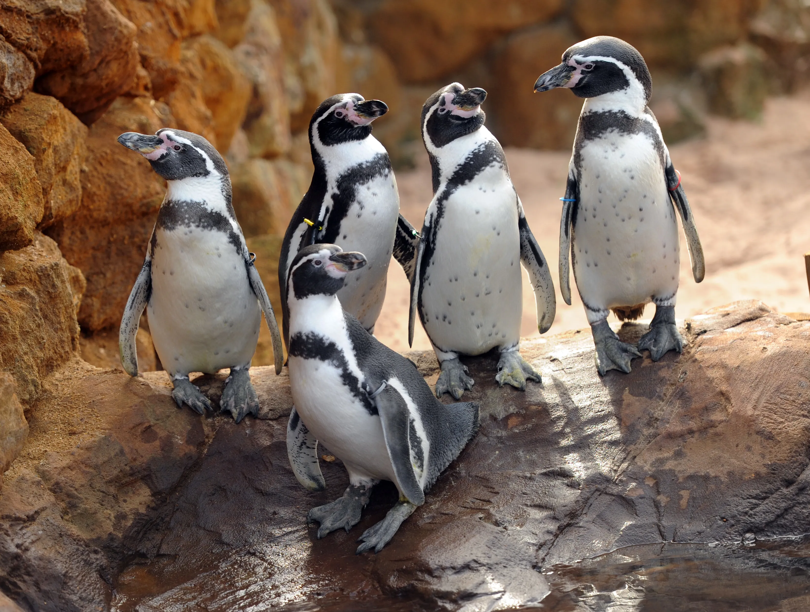 Pinguins