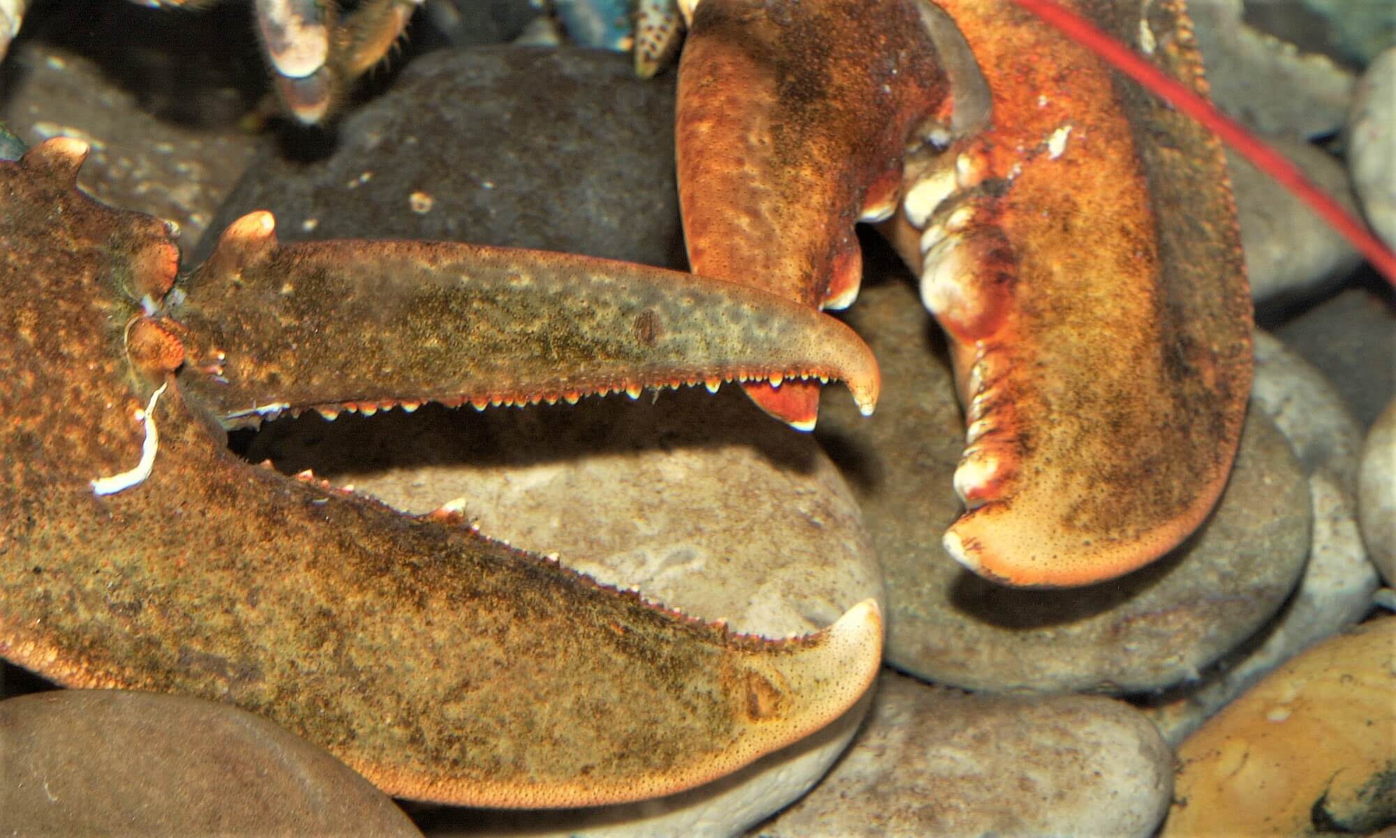 BEELDEN Crabs 018