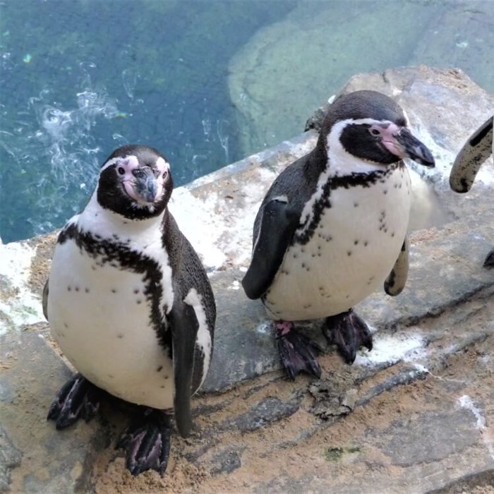 3 humbolt pinguins