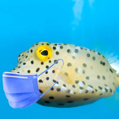 boxfish masker