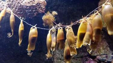 Haaien Eieren Sea Life