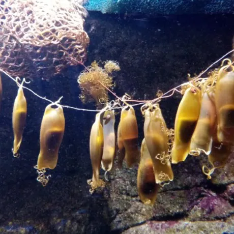 Haaien Eieren Sea Life