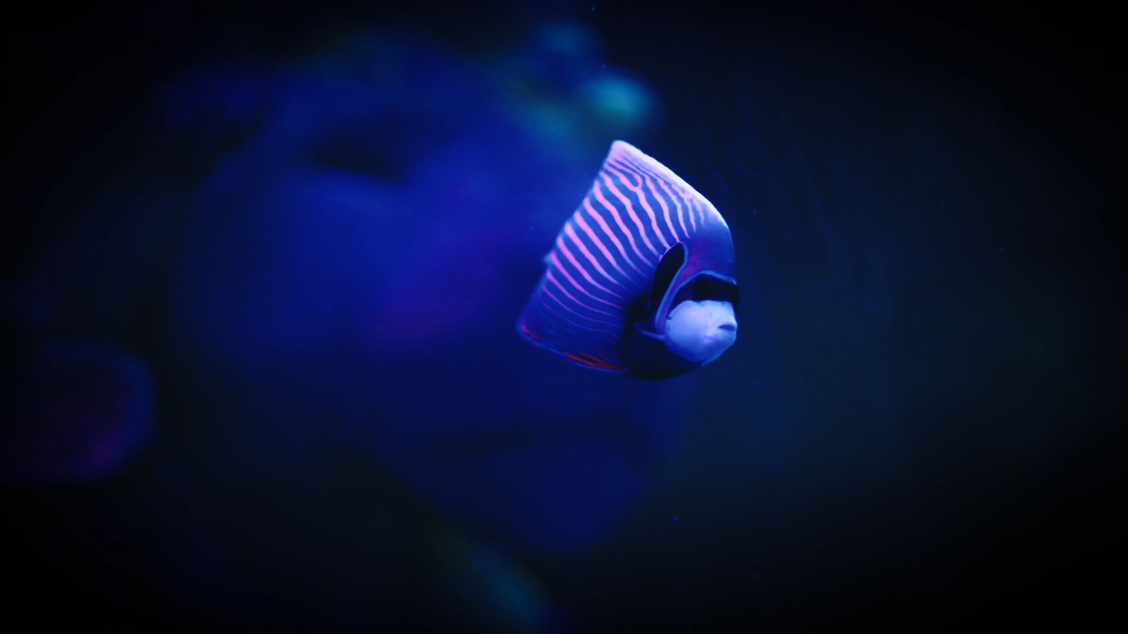 Sealife Photo Export .02 08 18 01.Still127
