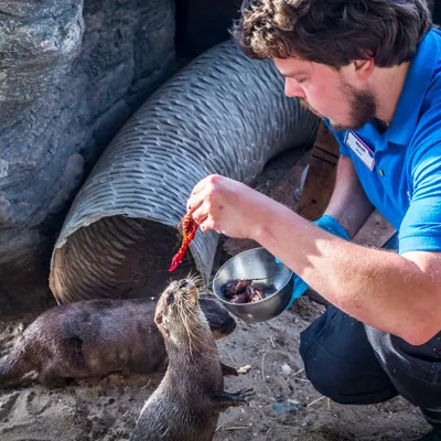 kreeftjes otters
