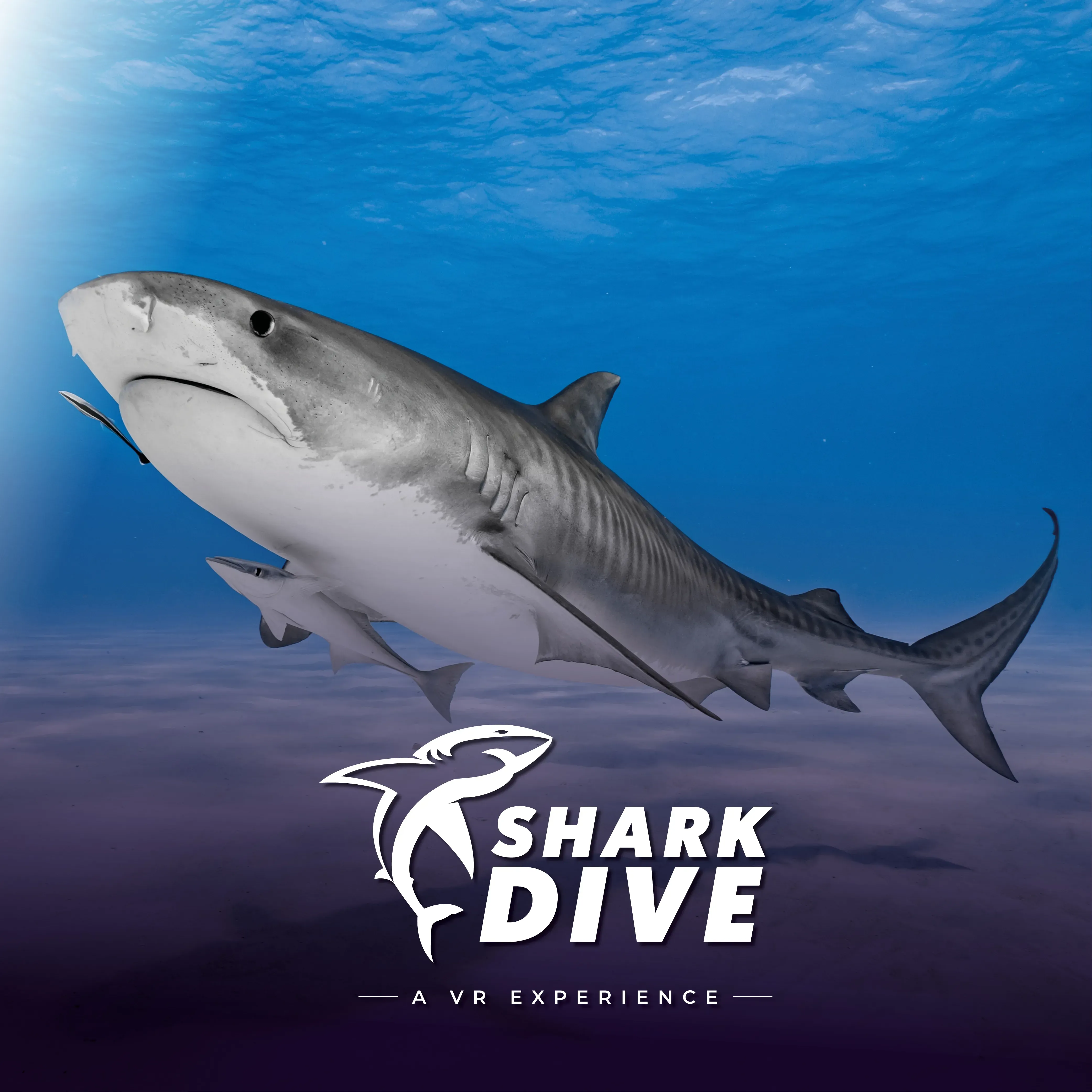 Shark Dive English Social 1000 X 1000 Generic 4