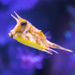 Koffervis