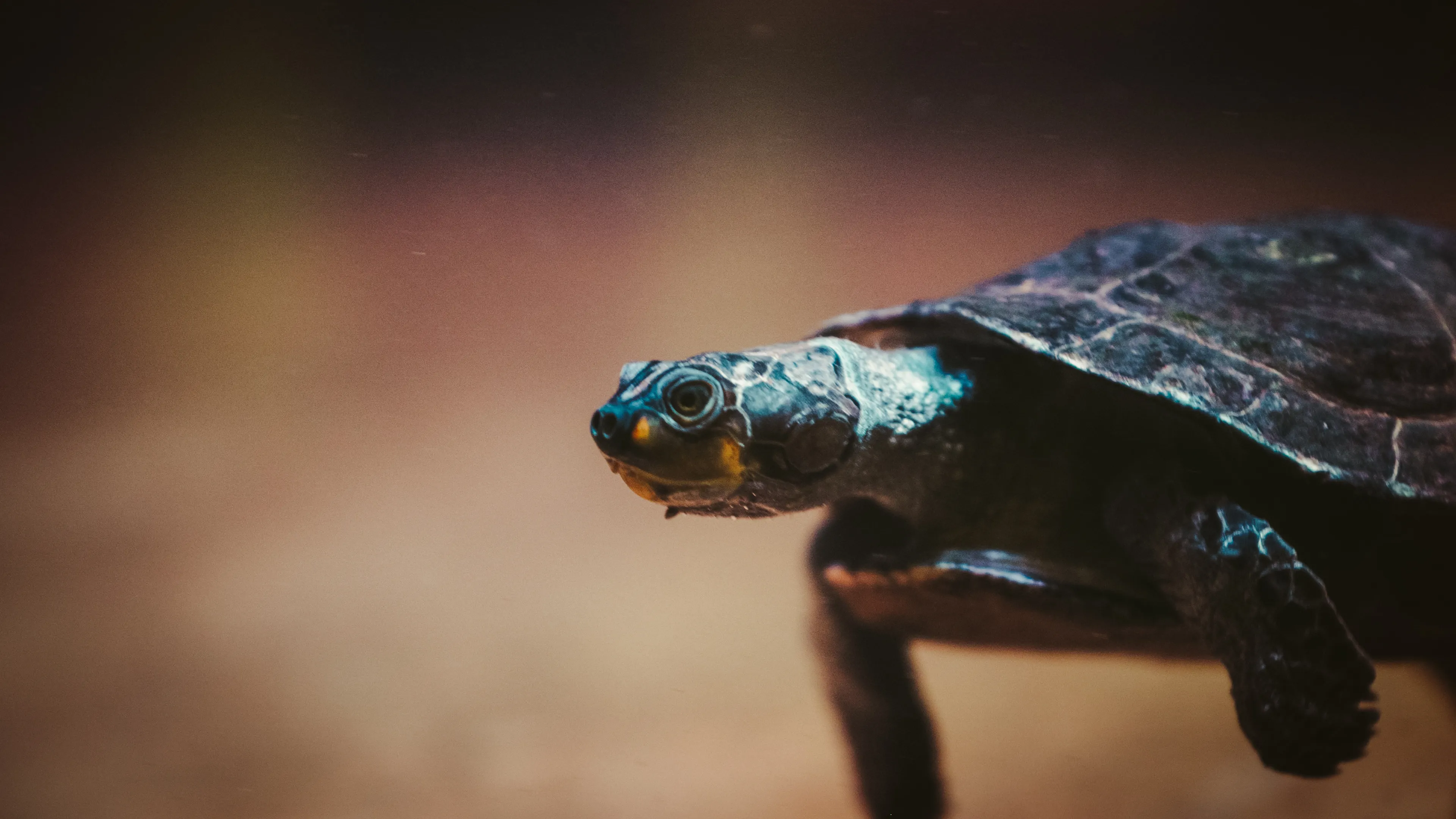 Sealife Photo Export .02 14 50 00.Still133