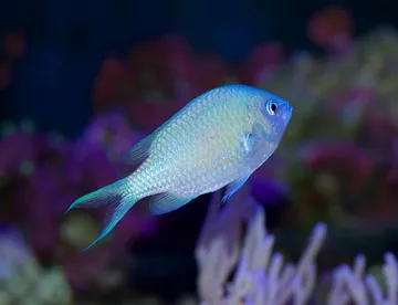 9551 Shutterstock 420108010 Blue Green Reef Chromis Damsel Fish (2) (1)