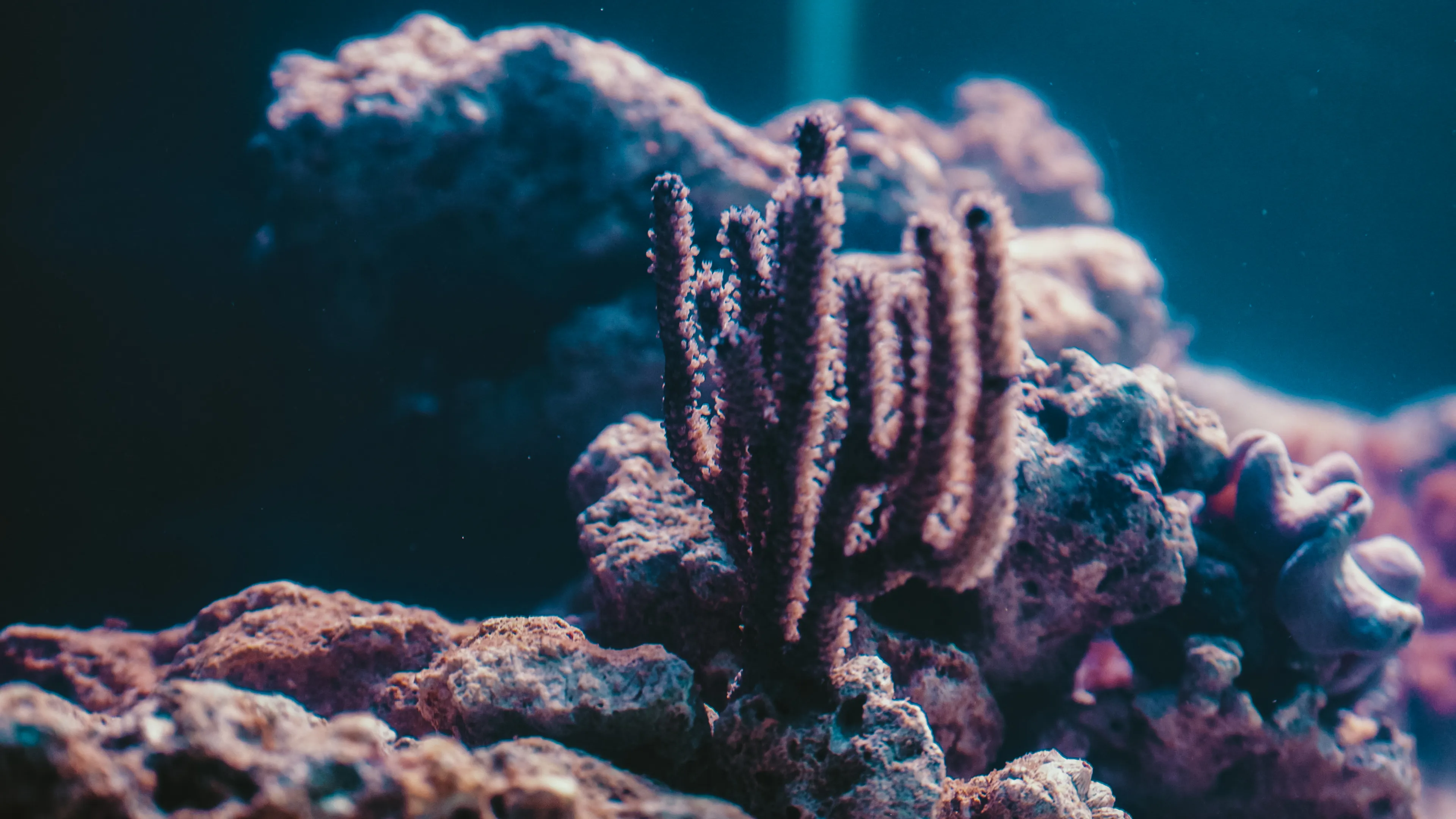 SEA LIFE Koraal