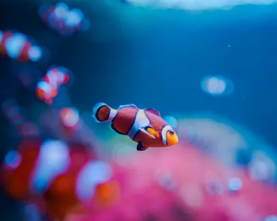 Vis