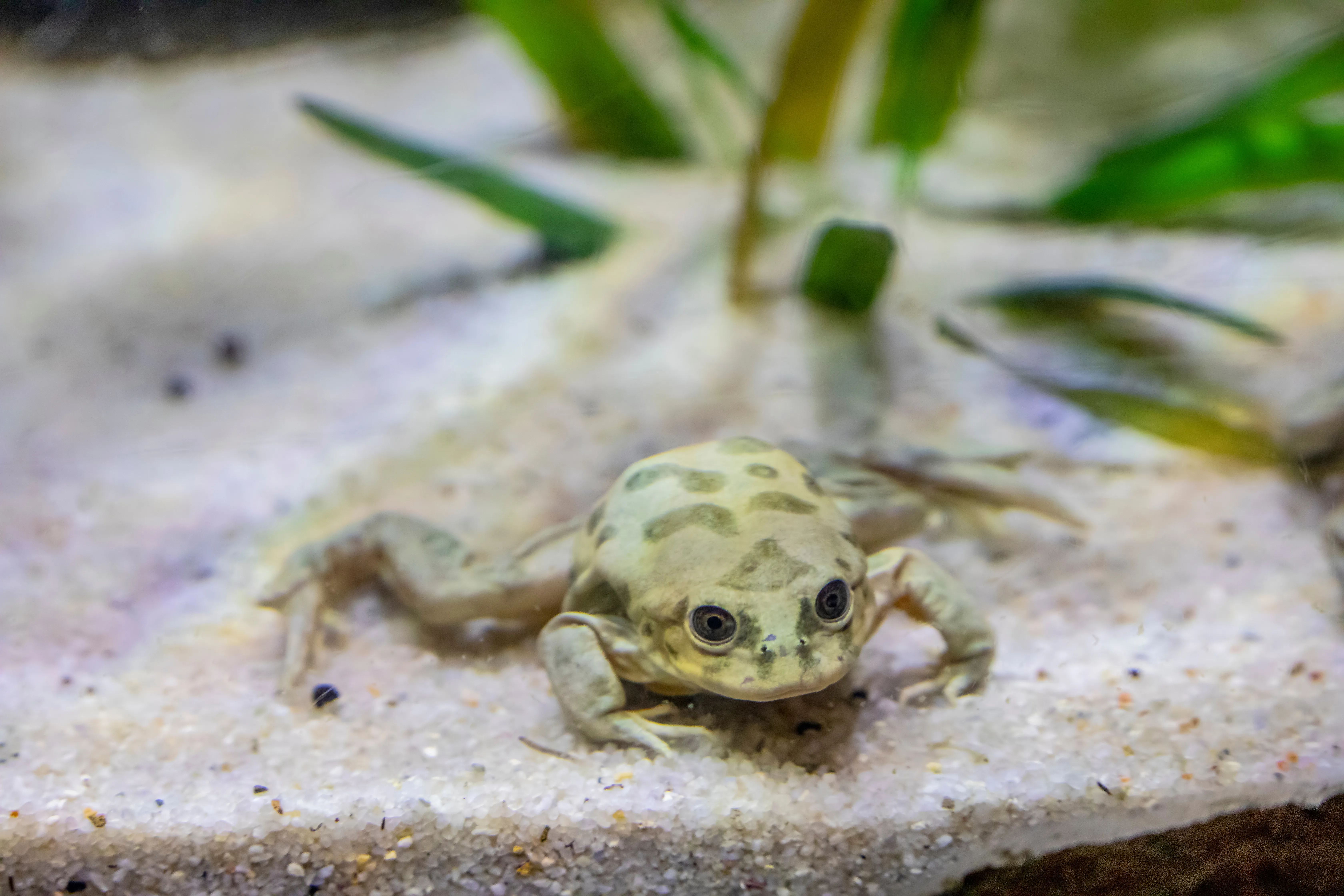Titicaca Riesenfrosch