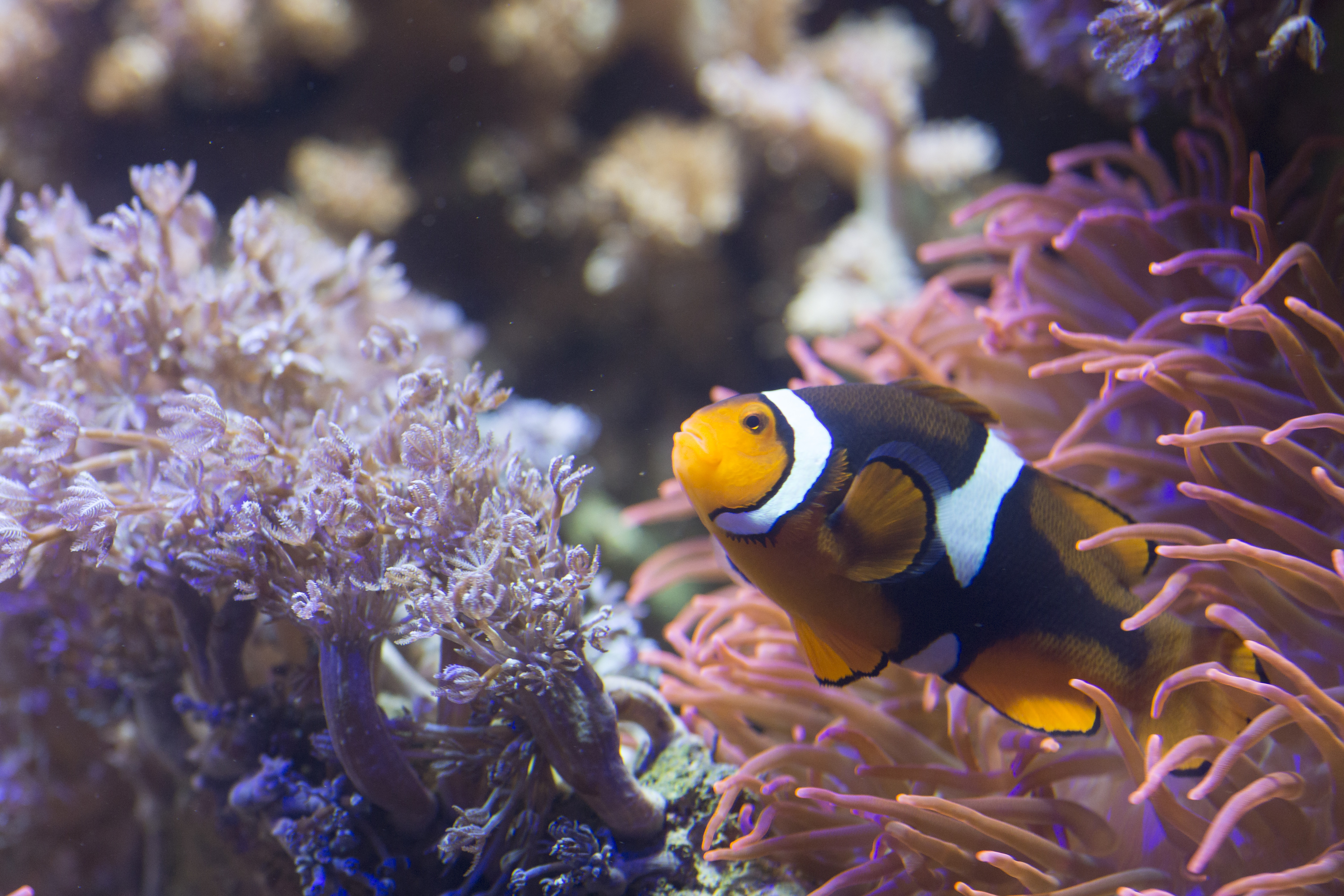 8441 Black Photon Clownfish Amphiprion Ocellaris X Amphiprion Percula 3