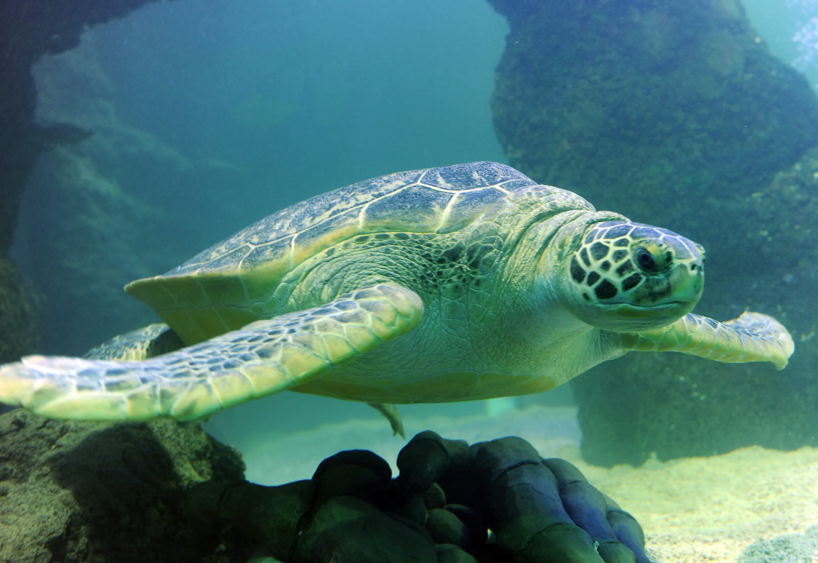 Greenseaturtle 5