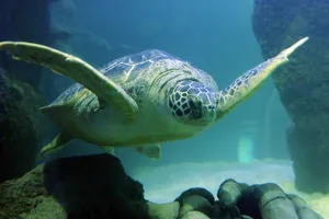 Greenseaturtle