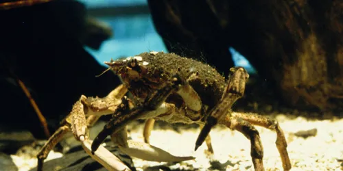 Crab