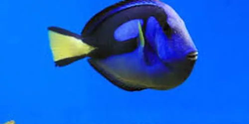 Doktorfisch1