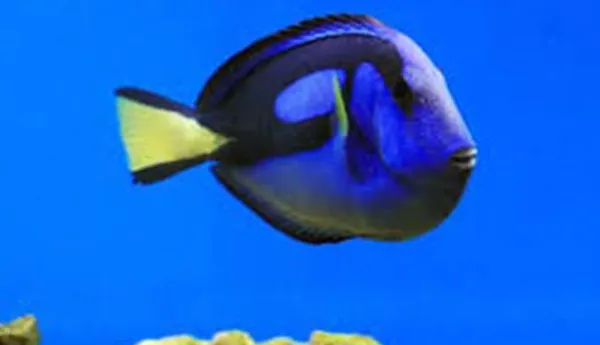 Doktorfisch1