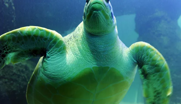 Greenseaturtle 7