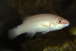 8671 Goldsinny Wrasse Ctenolabrus Rupestris 1