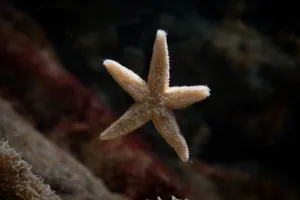 6695 Asterias Rubens