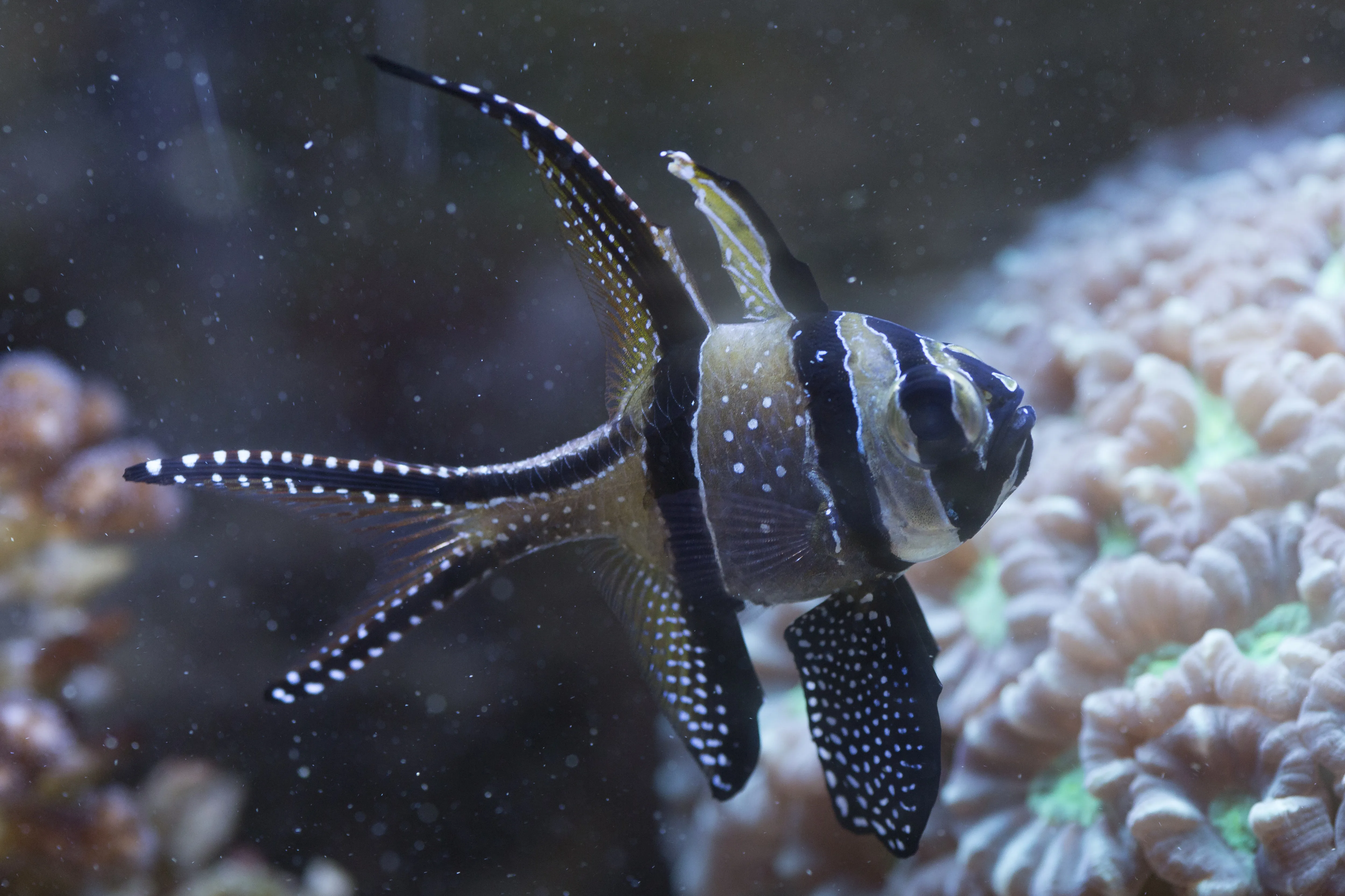 8438 Banggai Cardinalfish Pterapogon Kauderni