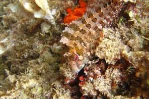 7188 Parablennius Gattorugine