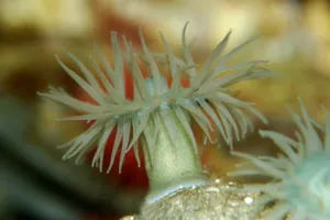 8766 Beadlet Anemone Actinia Equina