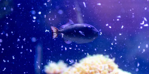 Sealife 66