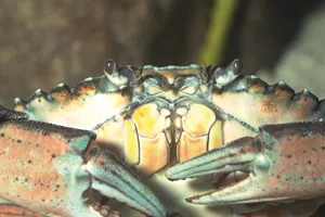 6436 Crab