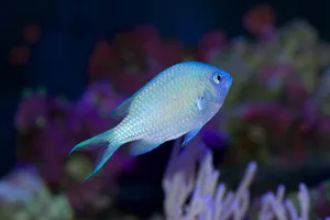 9551 Shutterstock 420108010 Blue Green Reef Chromis Damsel Fish