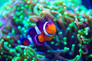 Clownfish Purple