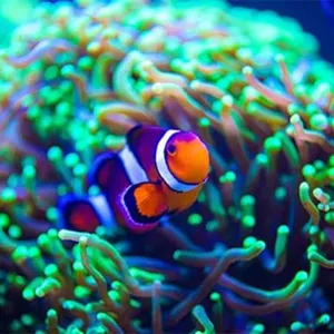 Clownfish Purple