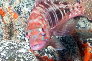 7353 Serranus Atricauda