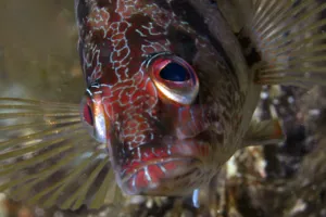 7356 Serranus Scriba