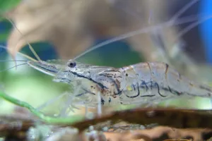 Glasgarnele