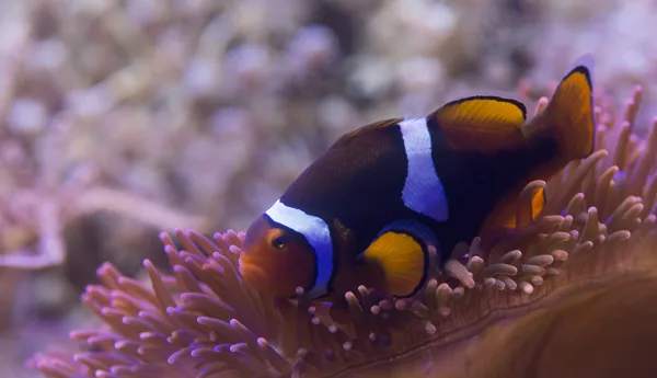 8442 Black Photon Clownfish Amphiprion Ocellaris X Amphiprion Percula 4