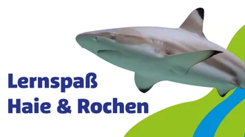 Sl 1920X960px Schule Lernspass Haie Rochen