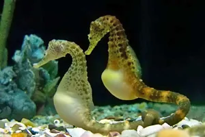 Hippocampus Abdominalis 01