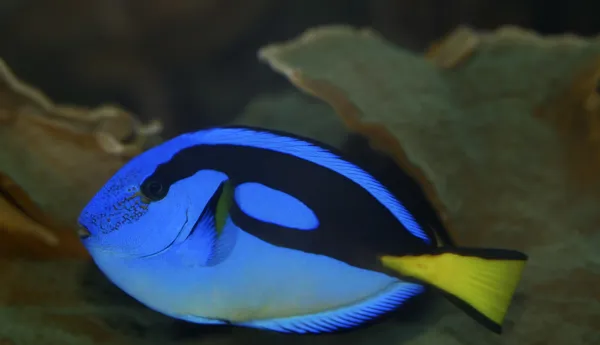 Doktorfisch