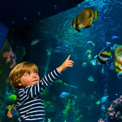 For children SEA LIFE is a fascinating place where they learn a lot