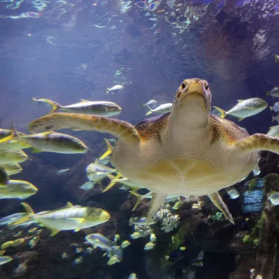 Schildkröten Ranger