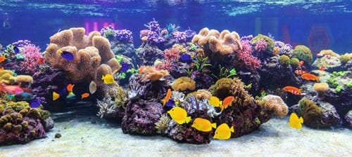 Sea Life Speyer Korallen Desk