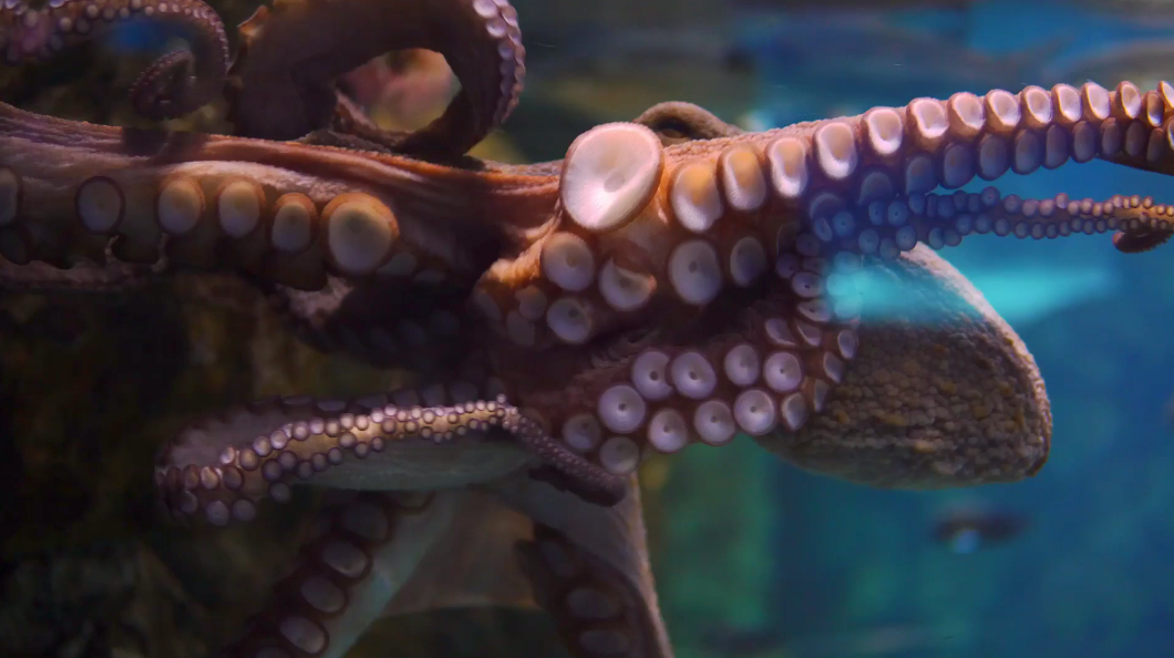 SEA LIFE Oktopus Video Header